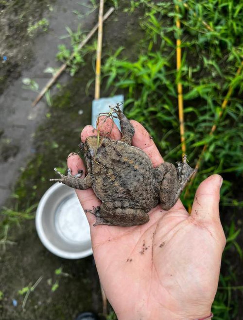 石蛙养殖风生水起：打造特色美食新宠
