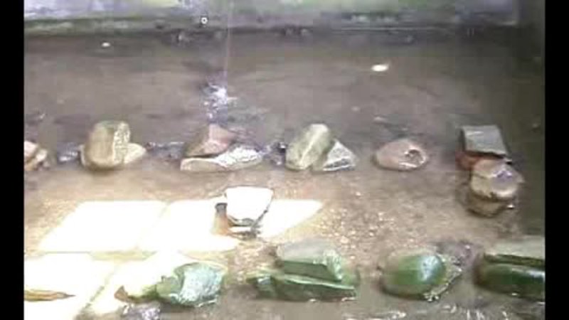 石蛙疾病防治