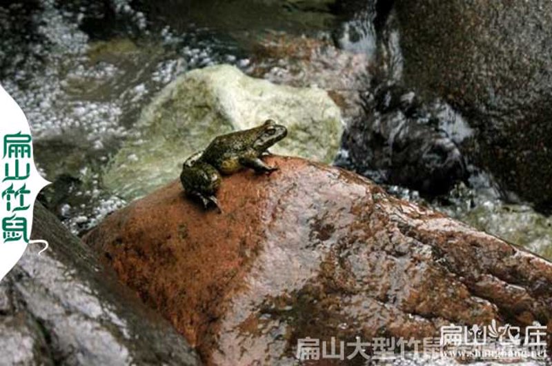 石蛙养殖技术