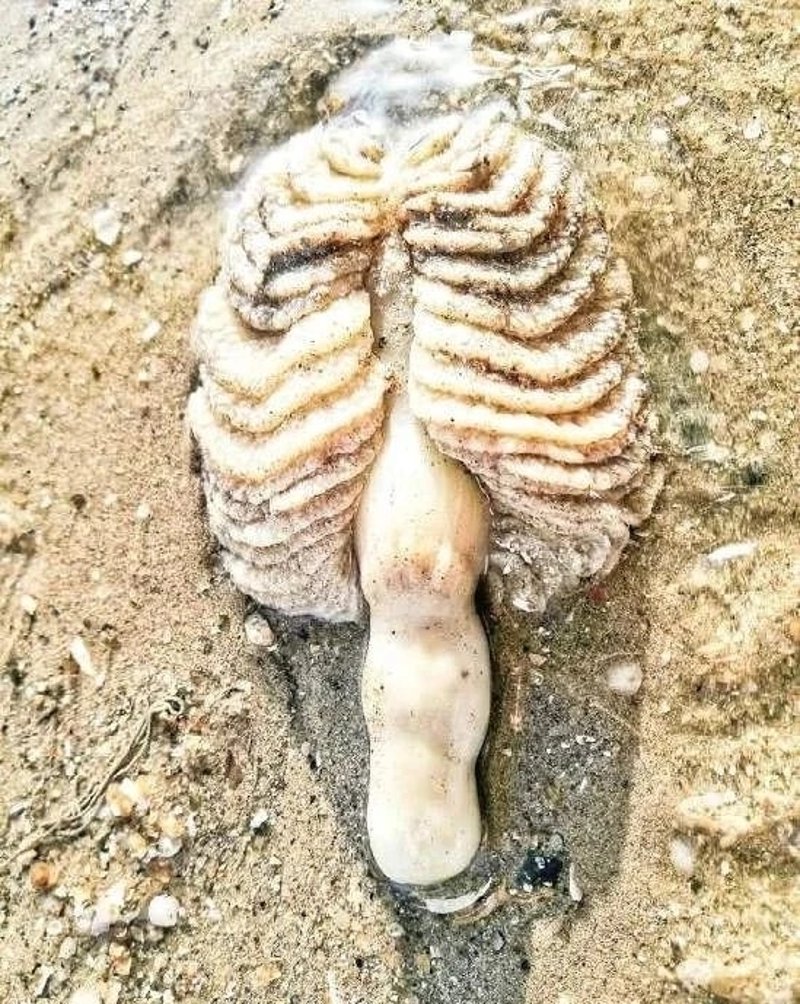 石蛙批发：引领绿色生鲜新风尚