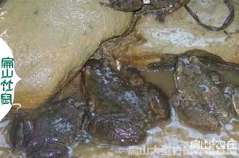 石蛙苗市场价格动态观察：从养殖业角度看变化与趋势